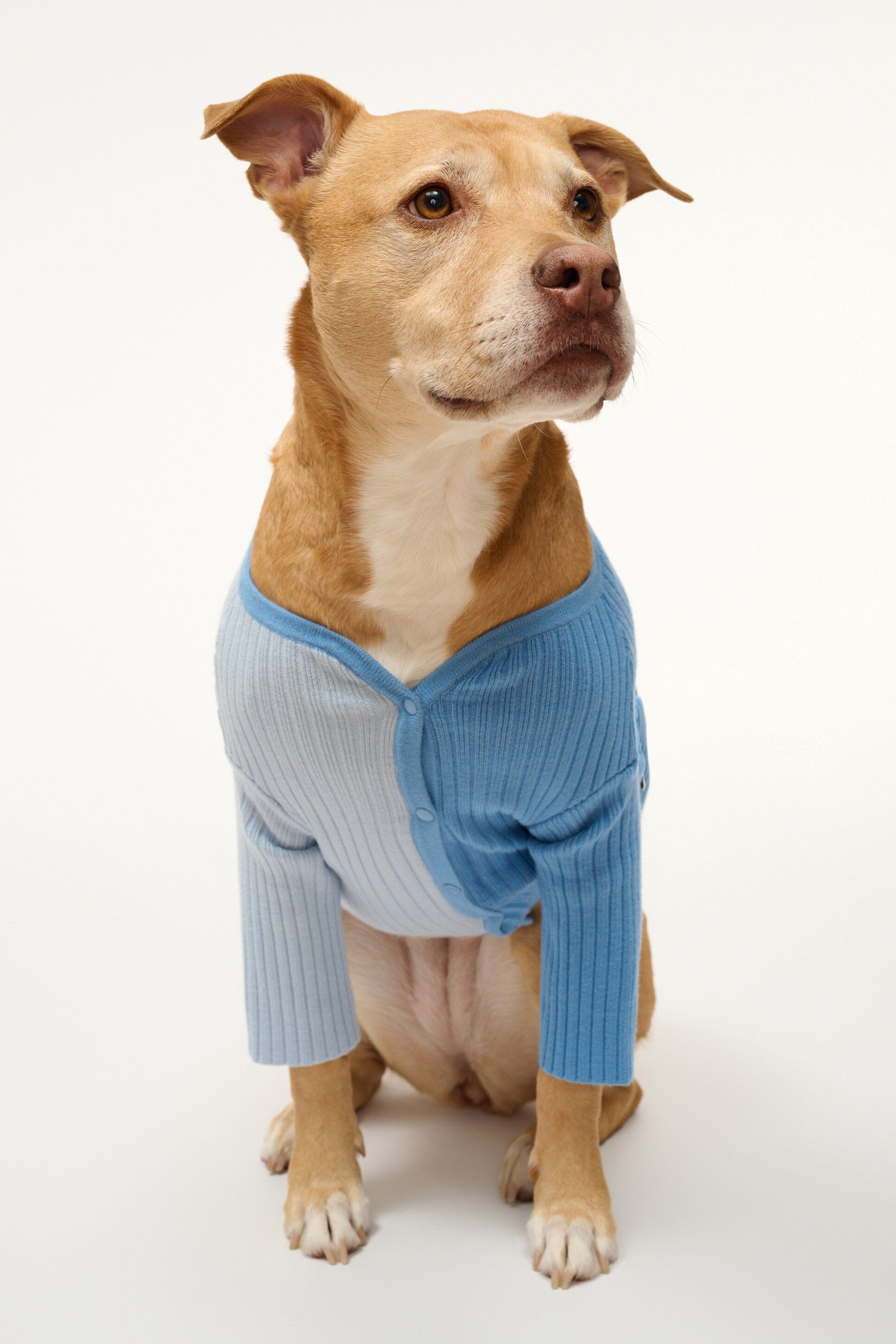 Pet Shoko Sweater | Periwinkle Multi